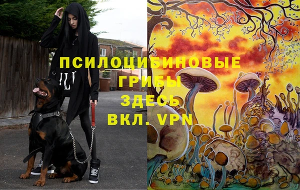 прущие крисы Бородино